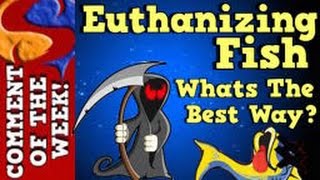 The Best Way to Euthanize Fish Comment Of The Week Episode 4 [upl. by Nyral]