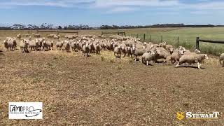 Brolga Partnership Ac PM amp RM Dooley Prime Line Sheep Dispersal Sale 1 [upl. by Mireielle]