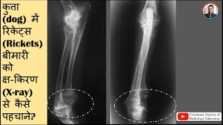 Radiographic signs of rickets in dogsricketsxray se kaise pahchane rickets [upl. by Liebowitz]