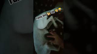 Itchy Paw Blues Dogs Quirky Scratch Routine 🐶 Funny Dog clip funny comedy fun [upl. by Lotsyrk]