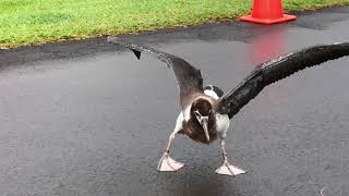 Albatross Chick Learning to Fly [upl. by Andromede]