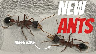 New Ant Species amp Nests Unveiled  500 Subscriber Giveaway [upl. by Aivon]