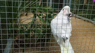 DigiBird meets a Goffins Cockatoo [upl. by Assirem]