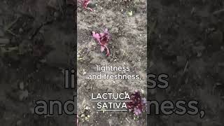 LACTUCA SATIVA AKA LETTUCE [upl. by Bondie]