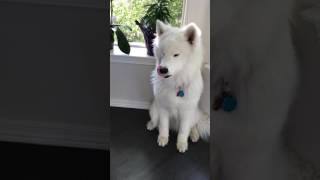 Samoyed Howling 😂 guaranteed to make you smile [upl. by Absa]