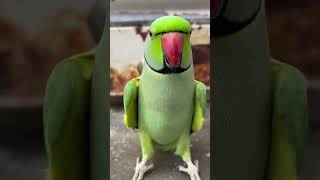 Mitho ay mitho 🔥🥵 parrot parrottalking animals parroting cutebird [upl. by Oilime130]