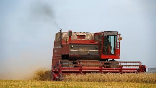 Massey Ferguson 760 Prairie Queen in the polder  Classic wheat harvest  Stichting Polderpioniers [upl. by Ahcsat]