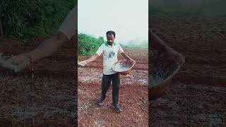 Barbil Farmer 🙏 Shorts ShortvideoFarmingFarmer [upl. by Aitel588]