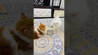 billu ka ek baccha black😳 catcomedy cat viralcat catvideo catshorts catwatch sajidcat [upl. by Nosirrah]