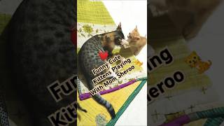 💓Mother Cat Loves Her Lovables 😱Kittens Playing With Mom Sheroo🐈shortsfeed trendingtrendingshorts [upl. by Enelime593]