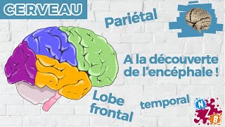 Cerveau ou encéphale  Lintérieur du crâne expliqué simplement  Les lobes cérébraux  Cerveau3 [upl. by Aratihc]