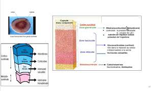 Cours dEndocrinologie vidéo 4  ACTH [upl. by Enylcaj437]