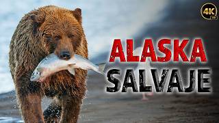 LA NATURALEZA SALVAJE DE ALASKA Una Lucha por Sobrevivir  Documentales Completos en Español [upl. by Sirovart]