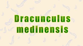 7 Dracunculus medinensis التنينة المدينية [upl. by Adnohsed]