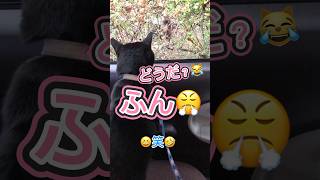 【しゃべる猫】必殺技ふん😤ふん😤ビーム連発！必見です！ 天才猫 しゃべる猫 にゃんトーク 野良猫 [upl. by Bounds336]