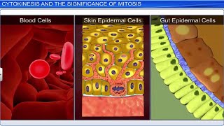 CBSE Class 11 Biology  Cell Cycle and Cell Division  Full Chapter  By Shiksha House [upl. by Corinne]