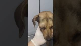 Perrito Mestizo con traumatismo en ojo proptosis pérdida de integridad ocularperrosveterinario [upl. by Schluter]