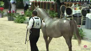 N 14 RAEDAT BOUZNIKA El Jadida 2024 Moroccan Arab Horse Breeders Cup Yearling Fillies Class 1 [upl. by Akilam352]