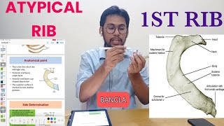 First Rib Anatomy Bangla  Atypical Ribs [upl. by Aphra]