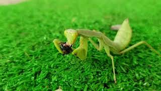 Youngster mantis catching and eating whole fly  Insect Life TV 28 [upl. by Mehcanem893]