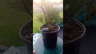 Mugo Pine bonsai prebonsai [upl. by Esimehc]