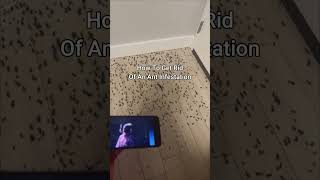 KSI New Song Gets Rid Of Ant Infestation 😭 shorts [upl. by Felisha752]