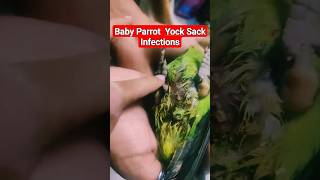 Baby Parrot Yolk Sack Infection drrahulbirdcare parrot babyparrot AvianSpecilist Shots [upl. by Cristen53]