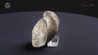 Brachiopod 7  Fossil [upl. by Preiser]