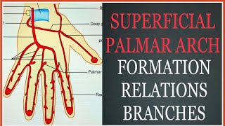 SUPERFICIAL PALMAR ARCH  Formation  Relations  Branches  clinical importance or Anatomy [upl. by Harrad]