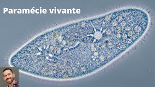 Paramécie et autres protozoaires Paramecium paramecia [upl. by Ecirtel]