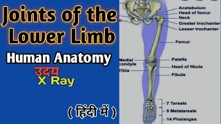 Joints of the lower limb। Joints And Movement । Human Anatomy। Skeletal system । Uday Xray [upl. by Ecyla]