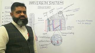 Haversian system English medium profmasoodfuzail Components of Haversian System  Spongy Bone [upl. by Samale]