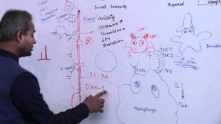 Immunology Neutrophil Lecture 3 Part 14 [upl. by Yendyc]