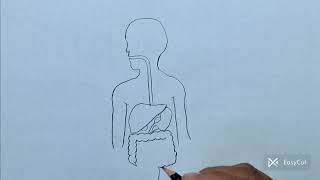 How to draw human digestive system stap by stap human digestive system easy way [upl. by Ueik]