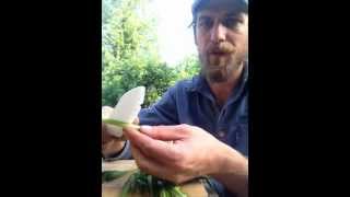 Fireweed part 2 cooking preperation with Yarrow Willard [upl. by Enyalahs]