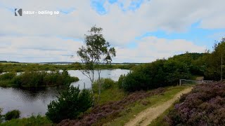 Opdagelsen af Bølling Sø Danmarks Skjulte Naturperle [upl. by Enyt252]