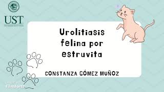 urolitiasis por estruvita en felinos [upl. by Eliathas]