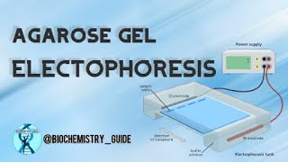 Agarose Gel Electrophoresis [upl. by Nwahsad451]