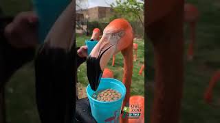 OKC Zoo  Two Flamingo Mingle Chat [upl. by Lexi455]