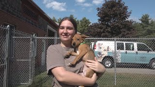 Maine animal rescue takes in dogs evacuated from Hurricane Francine [upl. by Berthold]