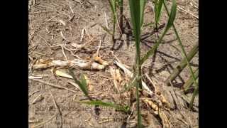 Miscanthus Planting Movie [upl. by Holms]