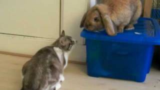 Huge bunny knocks kitty off of box kitty stalks back [upl. by Cordeelia492]