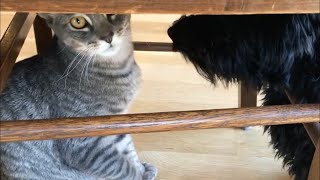 Kitten hides from honking Havanese puppy friend [upl. by Doran621]