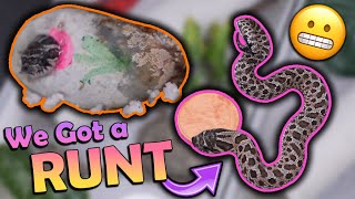 A Runt Hognose Snake Hatched [upl. by Yenohtna]