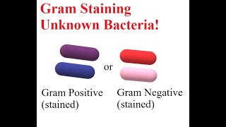 Gram Staining Unknown Bacteria [upl. by Elsbeth]