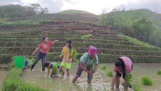 planting seasonal rice Grandparents came to help [upl. by Amsirak]