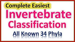 Invertebrate Classification  Easiest To Understand  All 34 Phyla in All Clades [upl. by Hirai]