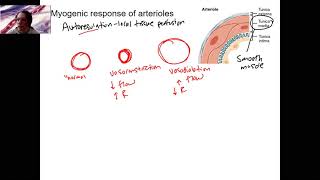 76 arterioles amp myogenic [upl. by Truman648]