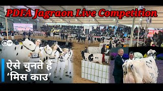 PDFA Jagraon Live Competition Nain Dairy Farm [upl. by Allimac]