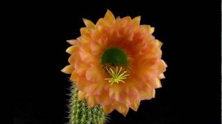 Trichocereus Hybrid Bol x Akersia x First Light Cactus Timelapse [upl. by Thetos857]